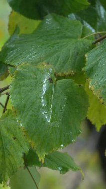 Ağaç yapraklarındaki yağmurun dikey videosu
