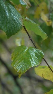 Yağmurlu havada ağaç yapraklarının dikey videosu