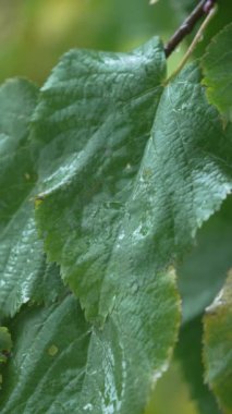 Yağmurlu havada ağaç yapraklarının dikey videosu