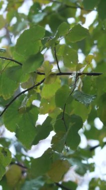 Yağmurlu havada ağaç yapraklarının dikey videosu