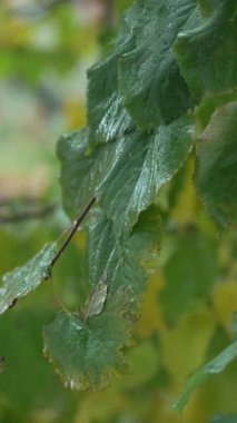 Yağmurlu havada ağaç yapraklarının dikey videosu