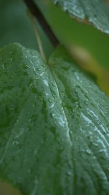 Yağmurlu havada ağaç yapraklarının dikey videosu