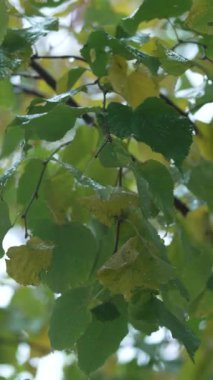 Yağmurlu havada ağaç yapraklarının dikey videosu