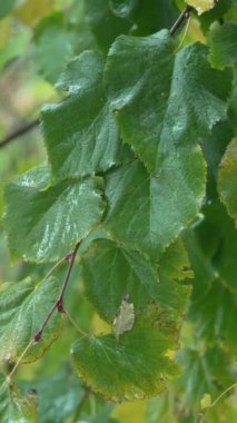 Yağmurlu havada ağaç yapraklarının dikey videosu