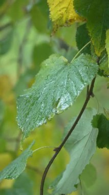 Yağmurlu havada ağaç yapraklarının dikey videosu