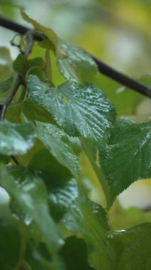 Yağmurlu havada ağaç yapraklarının dikey videosu