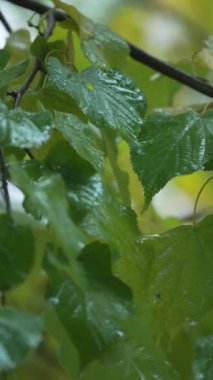 Yağmurlu havada ağaç yapraklarının dikey videosu