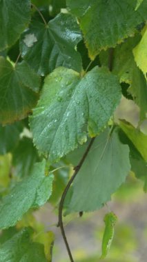 Yağmurlu havada ağaç yapraklarının dikey videosu