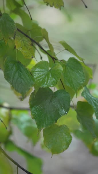 雨天の木の葉の垂直ビデオ — ストック動画