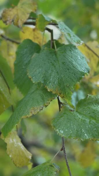 Vertikales Video Von Baumblättern Bei Regenwetter — Stockvideo