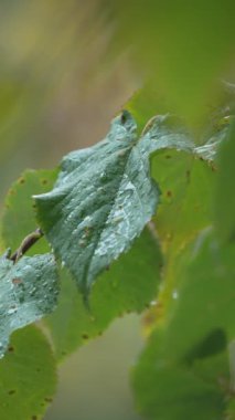 Yağmurlu havada ağaç yapraklarının dikey videosu