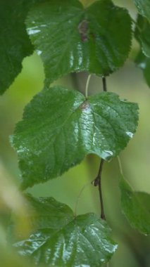 Yağmurlu havada ağaç yapraklarının dikey videosu