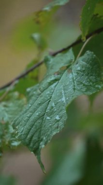 Yağmurlu havada ağaç yapraklarının dikey videosu