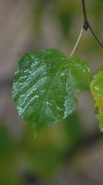 Yağmurlu havada ağaç yapraklarının dikey videosu