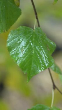 Yağmurlu havada ağaç yapraklarının dikey videosu