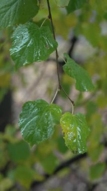 Yağmurlu havada ağaç yapraklarının dikey videosu