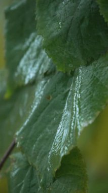 Yağmurlu havada ağaç yapraklarının dikey videosu