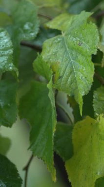 Yağmurlu havada ağaç yapraklarının dikey videosu