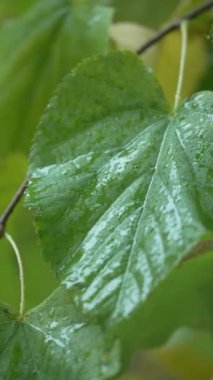 Yağmurlu havada ağaç yapraklarının dikey videosu