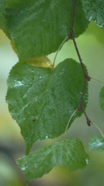 Yağmurlu havada ağaç yapraklarının dikey videosu