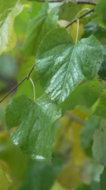 Yağmurlu havada ağaç yapraklarının dikey videosu