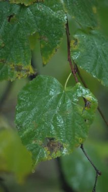 Yağmurlu havada ağaç yapraklarının dikey videosu