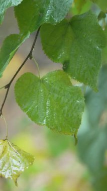 Yağmurlu havada ağaç yapraklarının dikey videosu