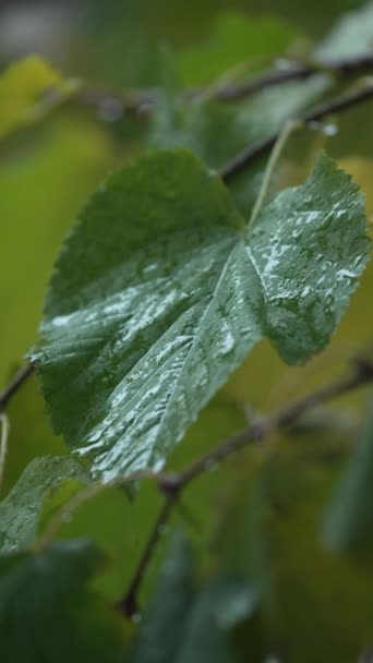 Κάθετο Βίντεο Φύλλα Δέντρων Βροχερές Καιρικές Συνθήκες — Αρχείο Βίντεο