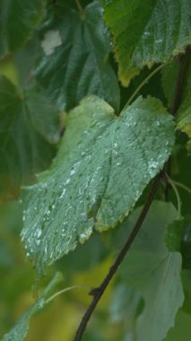 Yağmurlu havada ağaç yapraklarının dikey videosu