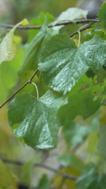 Yağmurlu havada ağaç yapraklarının dikey videosu