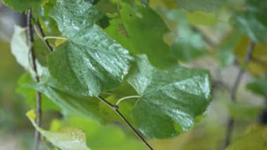 Yağmurlu havada ağaç yapraklarının dikey videosu