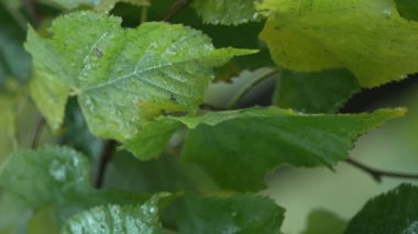 Yağmurlu havada ağaç yapraklarının dikey videosu