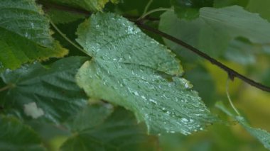Yağmurlu havada ağaç yapraklarının dikey videosu