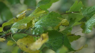 Yağmurlu havada ağaç yapraklarının dikey videosu