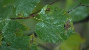 Yağmurlu havada ağaç yapraklarının dikey videosu