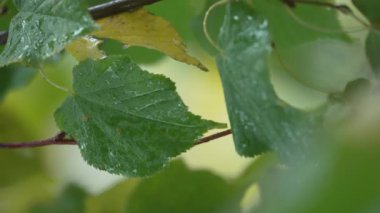 Yağmurlu havada ağaç yapraklarının dikey videosu