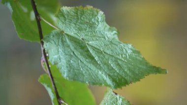 Yağmurlu havada ağaç yapraklarının dikey videosu