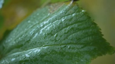 Yağmurlu havada ağaç yapraklarının dikey videosu