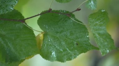 Yağmurlu havada ağaç yapraklarının dikey videosu