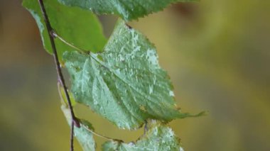 Yağmurlu havada ağaç yapraklarının dikey videosu