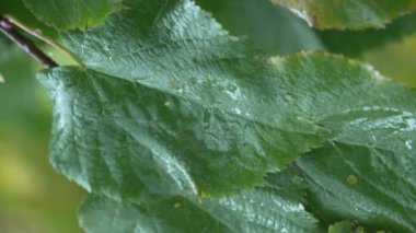 Yağmurlu havada ağaç yapraklarının dikey videosu