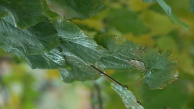 Yağmurlu havada ağaç yapraklarının dikey videosu