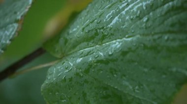 Yağmurlu havada ağaç yapraklarının dikey videosu