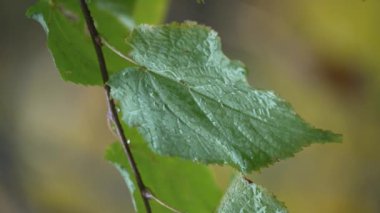Yağmurlu havada ağaç yapraklarının dikey videosu