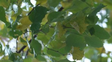 Yağmurlu havada ağaç yapraklarının dikey videosu