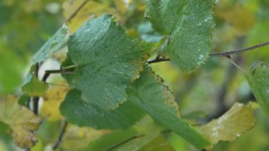 Yağmurlu havada ağaç yapraklarının dikey videosu