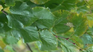 Yağmurlu havada ağaç yapraklarının dikey videosu