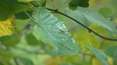 Yağmurlu havada ağaç yapraklarının dikey videosu
