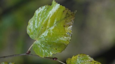 Yağmurlu havada ağaç yapraklarının dikey videosu