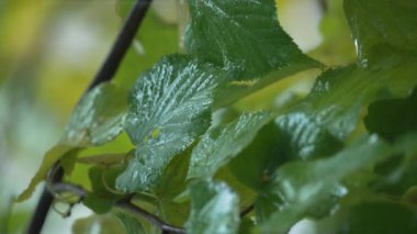 Yağmurlu havada ağaç yapraklarının dikey videosu